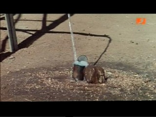 The Gods Must Be Crazy 2