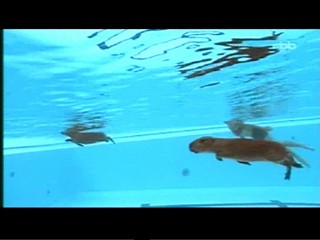 Documentary about capybaras