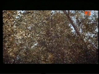 Tarzan And The Jungle Boy