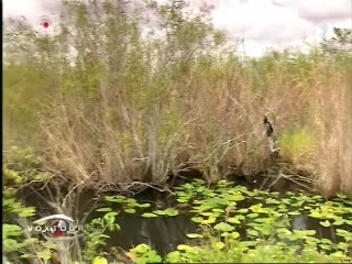 Voxtours - Everglades