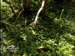Voxtours - Everglades