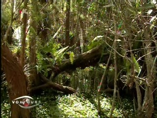 Voxtours - Everglades