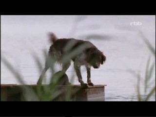 Der Sommer des GlÃ¼cklichen Narren