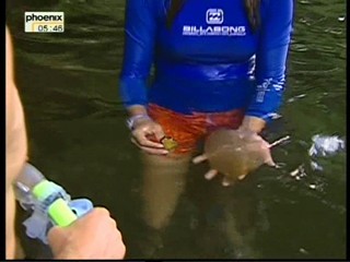 Mantas, Marmor und Mangroven