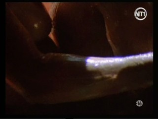 NT1 - Late Night Clip