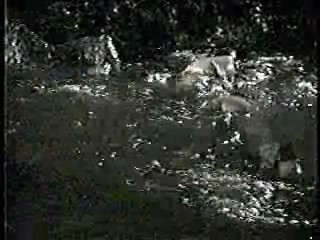 The World of Suzy Wong,  A Girl Named Tamiko