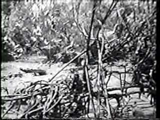 Shrimp on the Barbie,  River of Evil