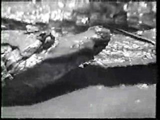 Shrimp on the Barbie,  River of Evil