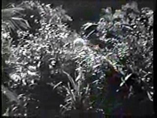 Shrimp on the Barbie,  River of Evil