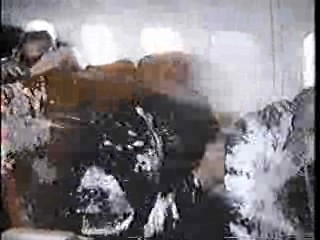 Where the Buffalo Roam,  Mork & Mindy