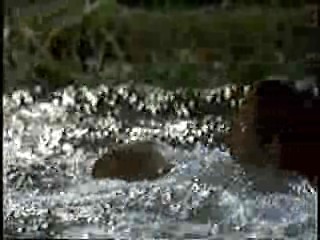 Guiding Light,   Desperate Housewives