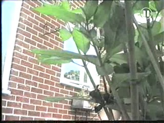 Electric Blue - Amanda