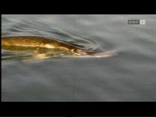 Die Treue-Testerin - Jeanette Biedermann