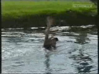 Yes Dear; Golfer Annika Sorenstam