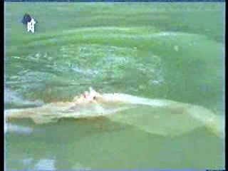 Italian TV series,  German Entertainment Show