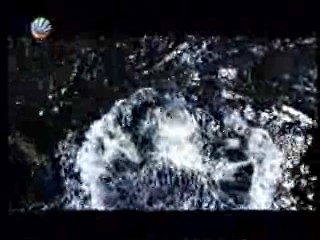 Volunteers,  wet commercial