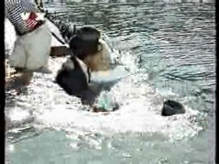 Volunteers,  wet commercial