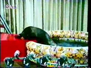 The Love Boat,  German comedy show,  TV movie