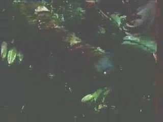 German movie,  German Documentary