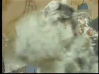 Captain and Tenille Show