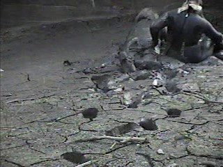 Rubber wetsuits in mud