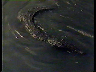 Charlie's Angels; alligator wrestling