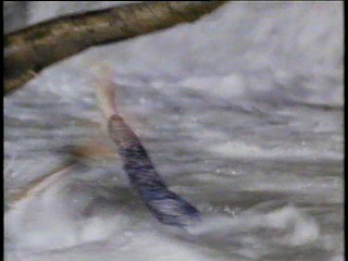 Remington Steele; At a Waterfall