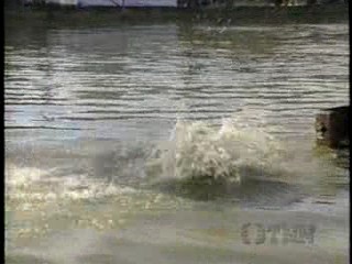Swamp Buggy Queen,  Far and Away