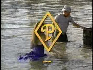 Swamp Buggy Queen,  Far and Away