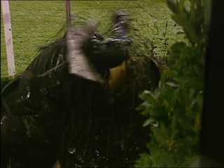 Celebrity Big Brother - Red Carpet Obstacle Course - Clip 5/6