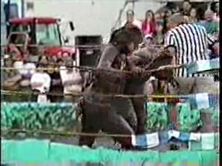Mud Wrestling. #206