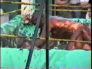 Mud Wrestling. #206