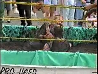 Mud Wrestling. #303