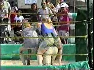 Oatmeal Wrestling #310