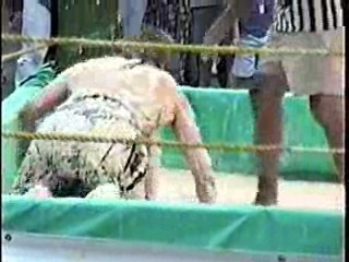 Oatmeal Wrestling #311