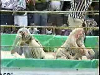 Oatmeal Wrestling #313