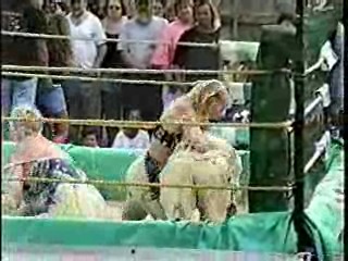 Oatmeal Wrestling #313