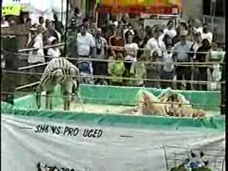 Oatmeal Wrestling #314