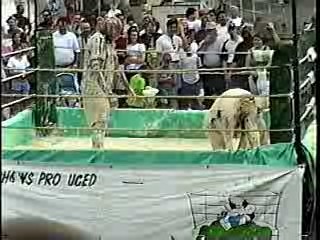 Oatmeal Wrestling #314