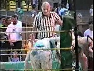 Oatmeal Wrestling #315