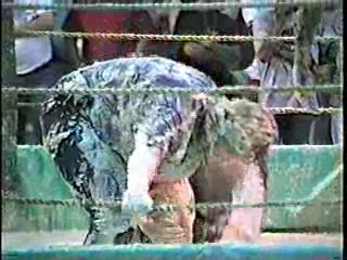 Oatmeal Wrestling #316