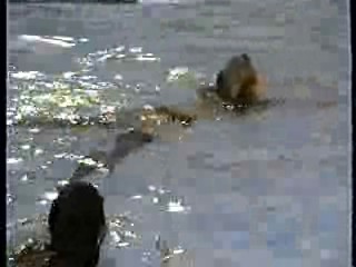 Practice Time at the Public Pool