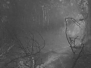 The Alligator People