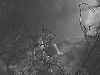 The Alligator People