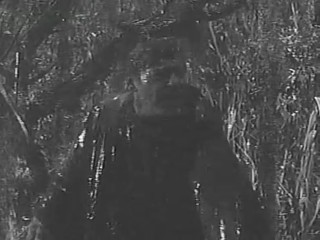 The Alligator People