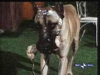 The Ugly Dachshund (1966)