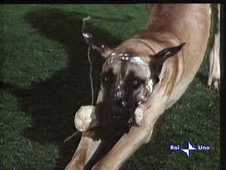 The Ugly Dachshund (1966)