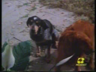 Overboard and Bellezze al bagno