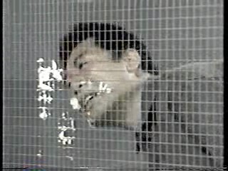 Japanese comedy show