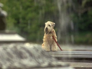 I Love You, I Love You Not